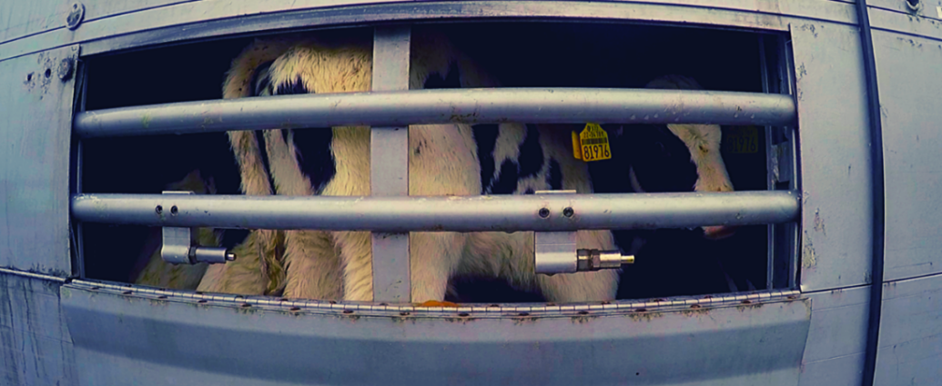 Un veau vu de profil à travers les barreaux d'un camion bétailler.