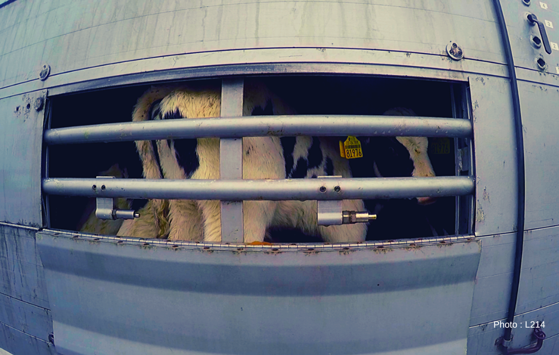 Un veau vu de profil à travers les barreaux d'un camion bétailler.