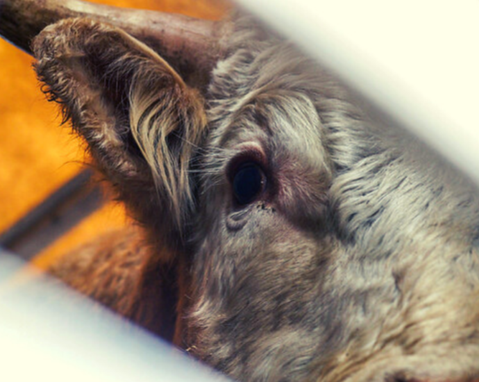 Une vache regarde droit dans l'objectif à travers des barreaux.