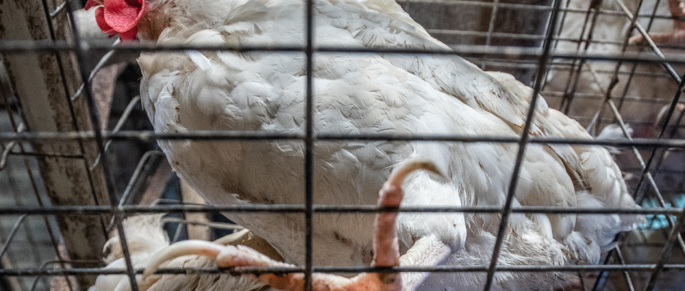 Une poule blanche dans une cage.