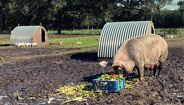 Une truie en train de manger des légumes dans un enclos extérieur.