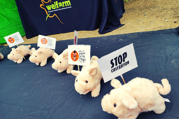 Les petits cochons de Welfarm ne veulent pas être castrés.
