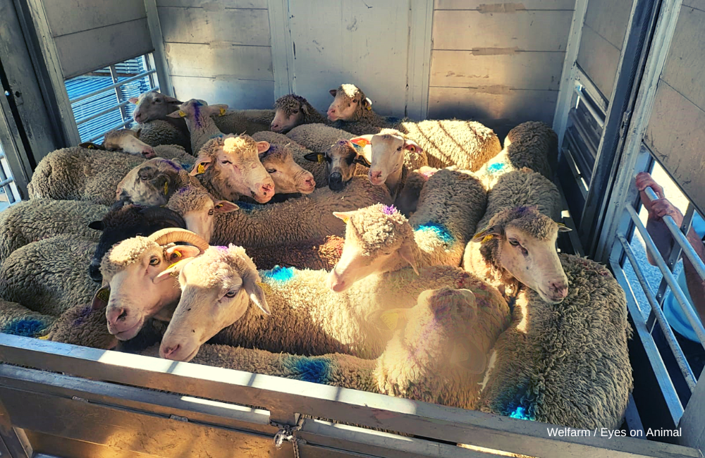 Une vingtaine de moutons à l'intérieur d'un camion, lors d'un transport d'animaux.