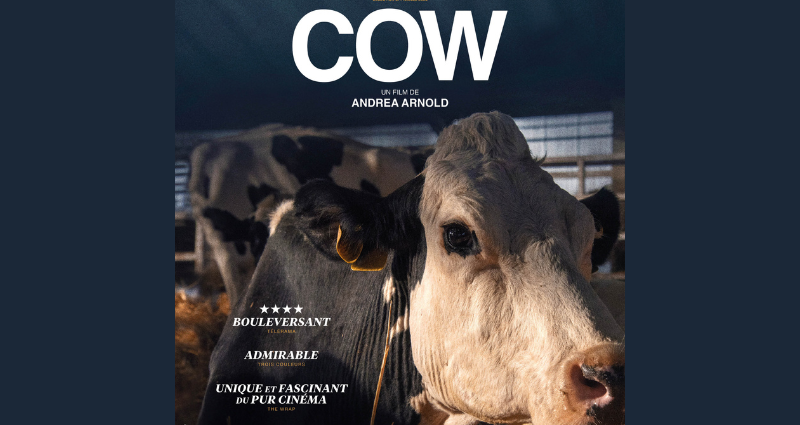 L'affiche du documentaire Cow avec une vache prise en gros plan.