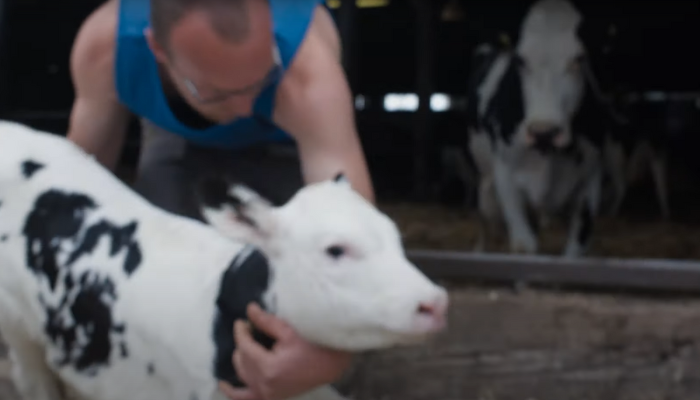 Capture d'écran du documentaire Cow : séparation de la mère et de son veau.