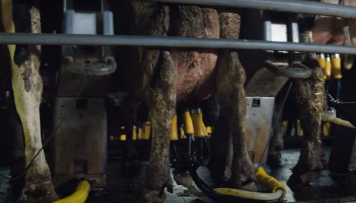 Des vaches alignées se faisant traire dans le documentaire Cow.
