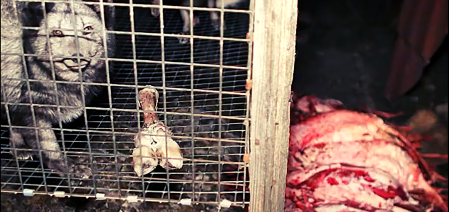 Un renard gris en cage regarde l'objectif à côté de carcasses d'animaux.