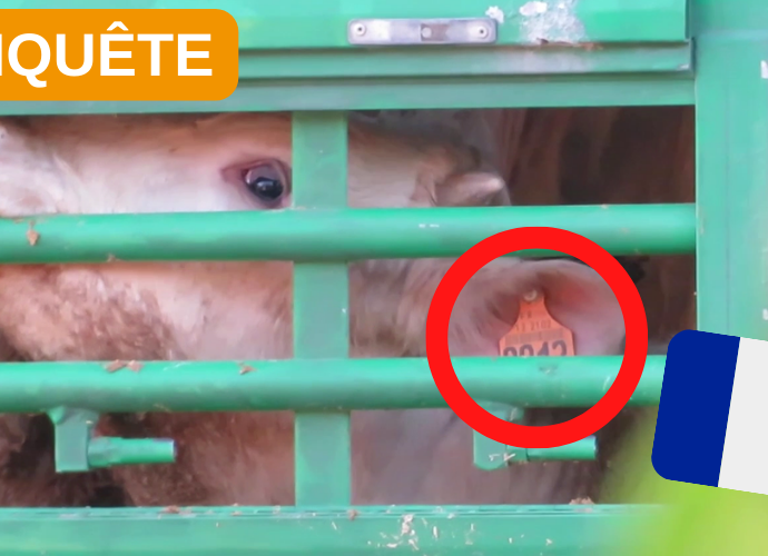 Un jeune bovin aperçu à travers les barreaux d'un camion bétailler.