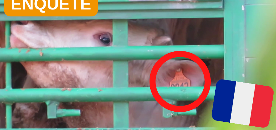 Un jeune bovin aperçu à travers les barreaux d'un camion bétailler.