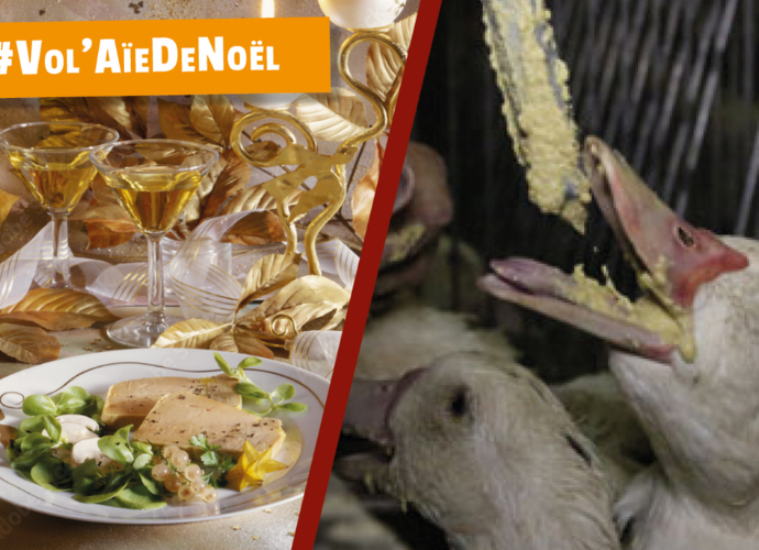 D'un côté de l'image du foie gras sur une table, de l'autre un canard se faisant gaver.