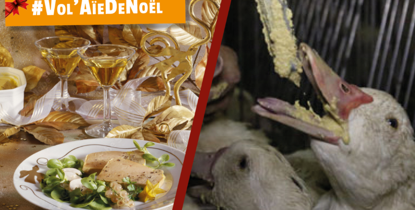 D'un côté de l'image du foie gras sur une table, de l'autre un canard se faisant gaver.