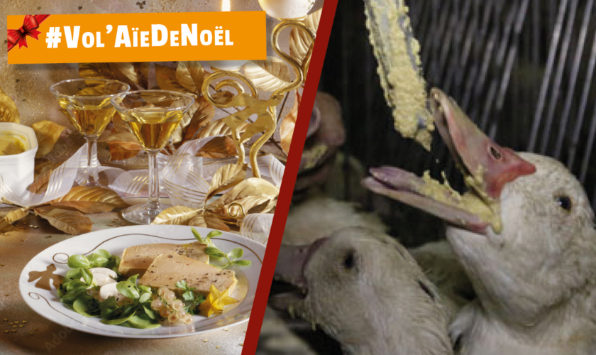 Des canards se faisant gaver dans le but de produire du foie gras.
