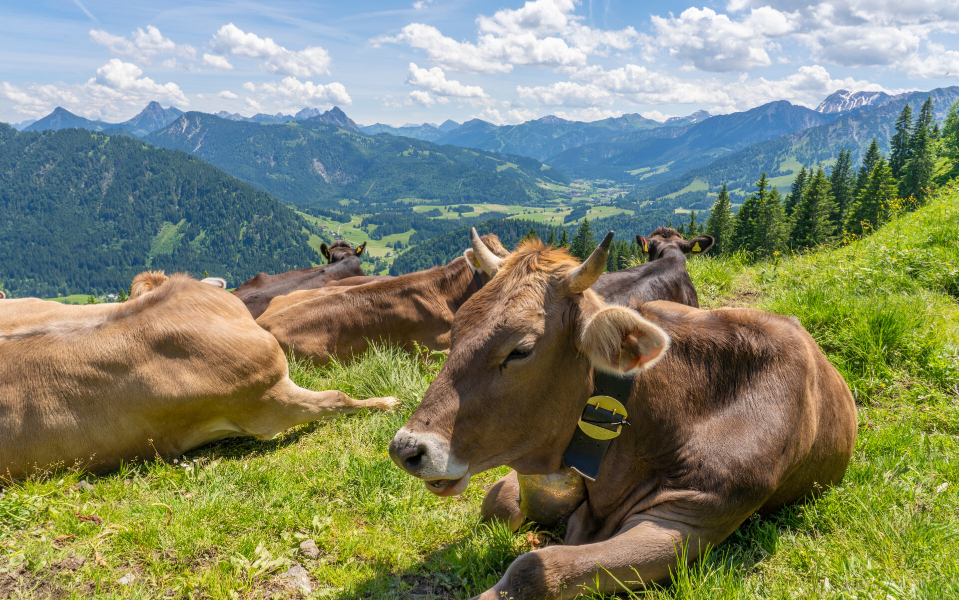 Vaches au pâturage en Bavière
