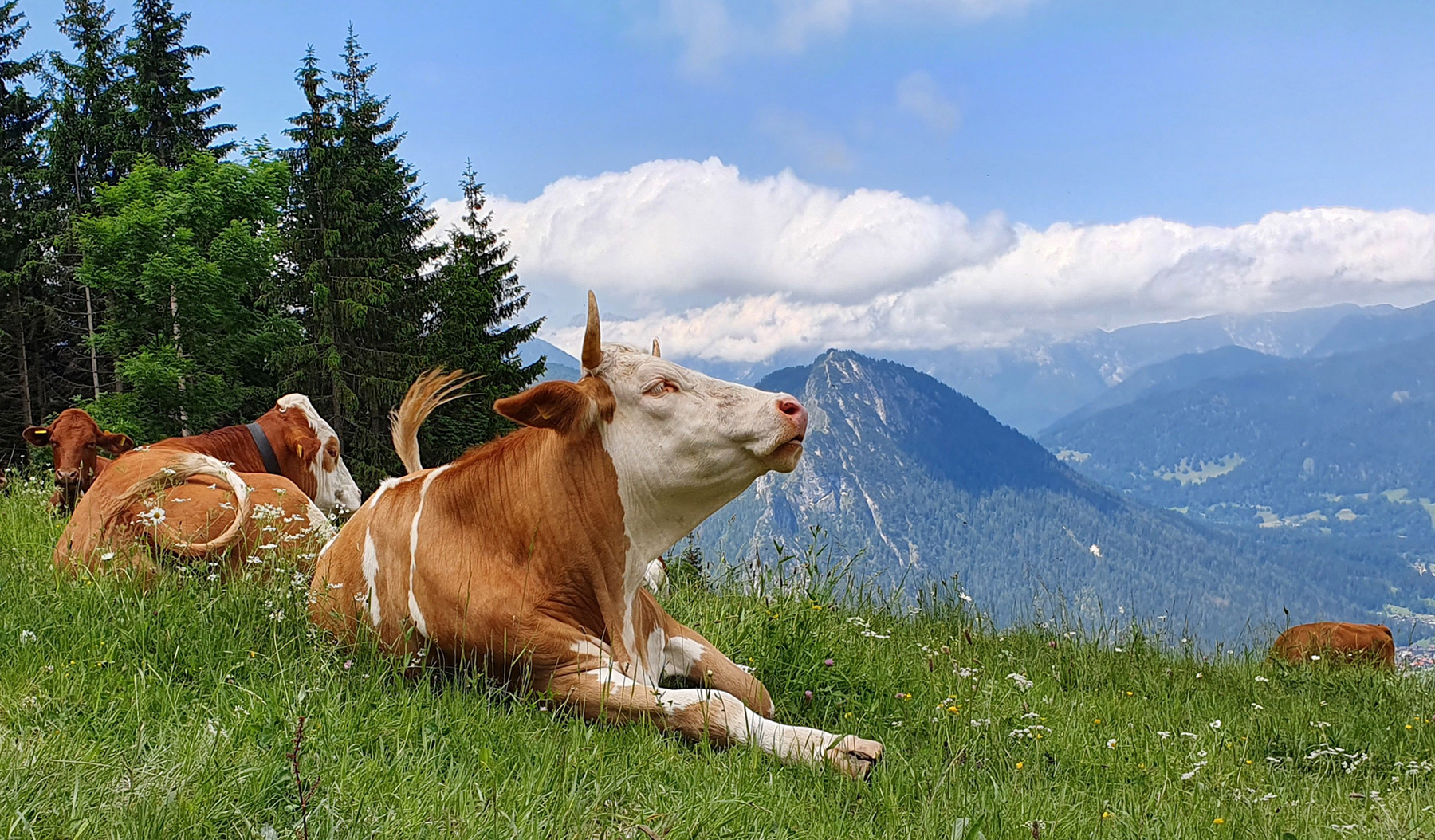 Vaches à cornes en montagne, Allemagne