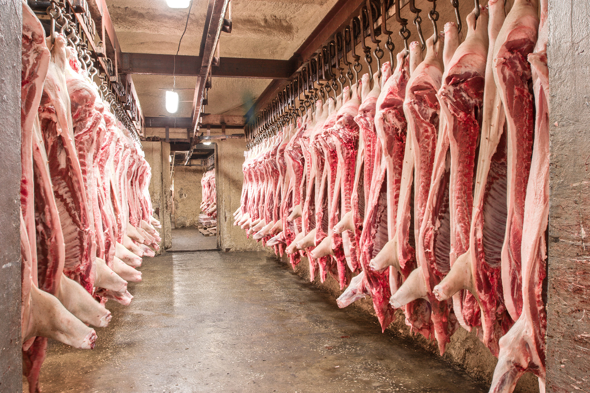Carcasses de porc dans un abattoir