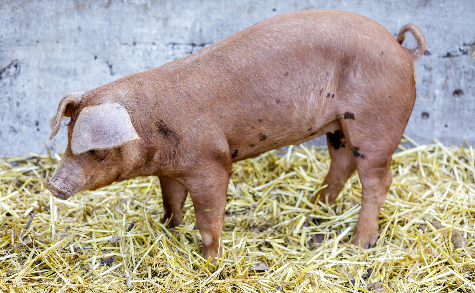 Cochon red wattle élevé sur paille dans une ferme dans le nord de la Californie.
