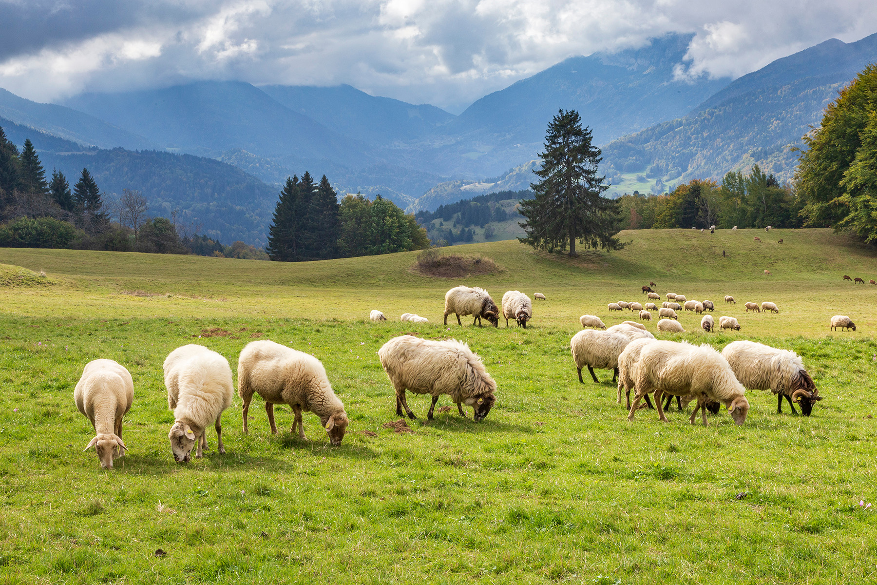 moutons dans prairie élevage extensif