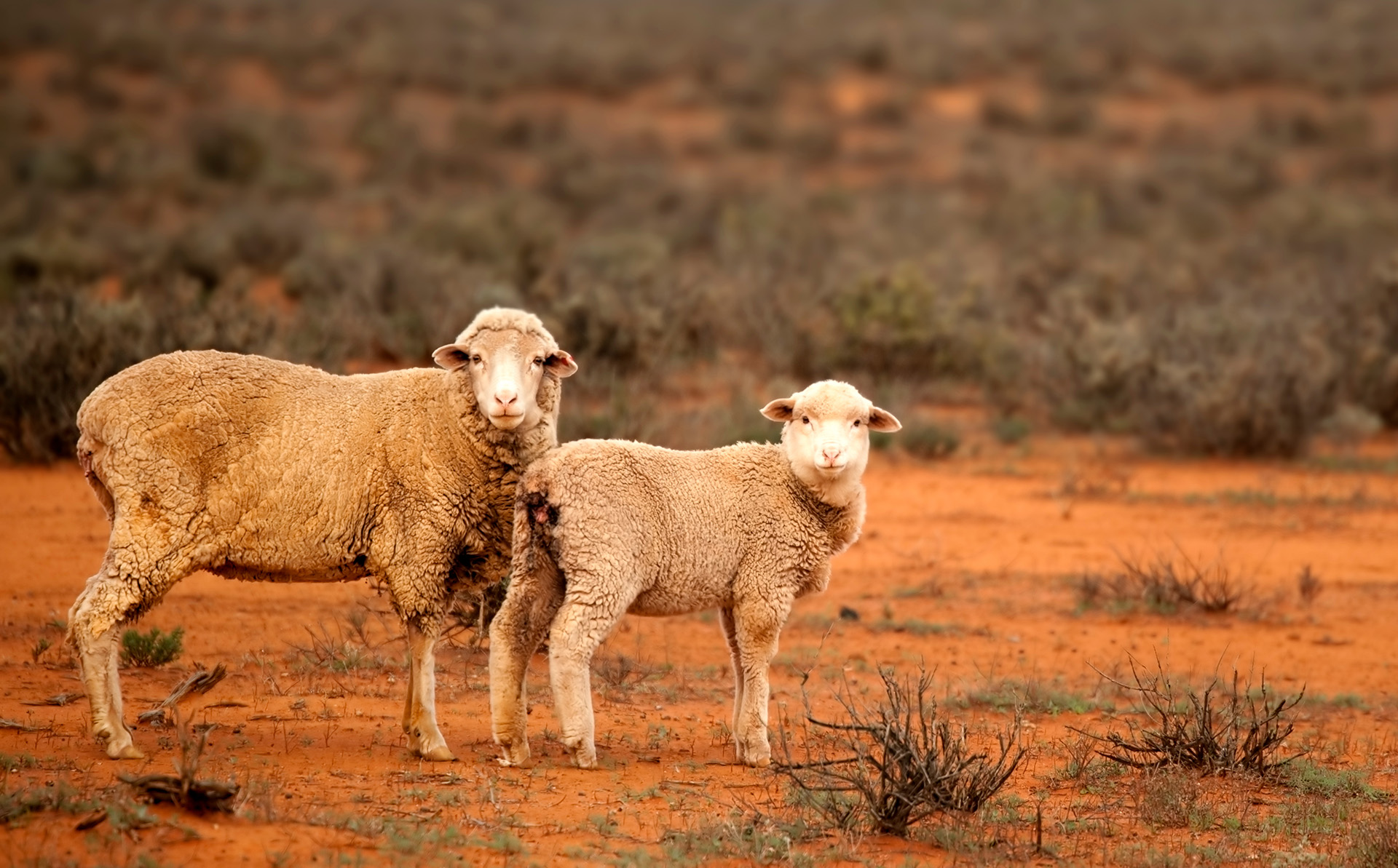 Moutons en Australie