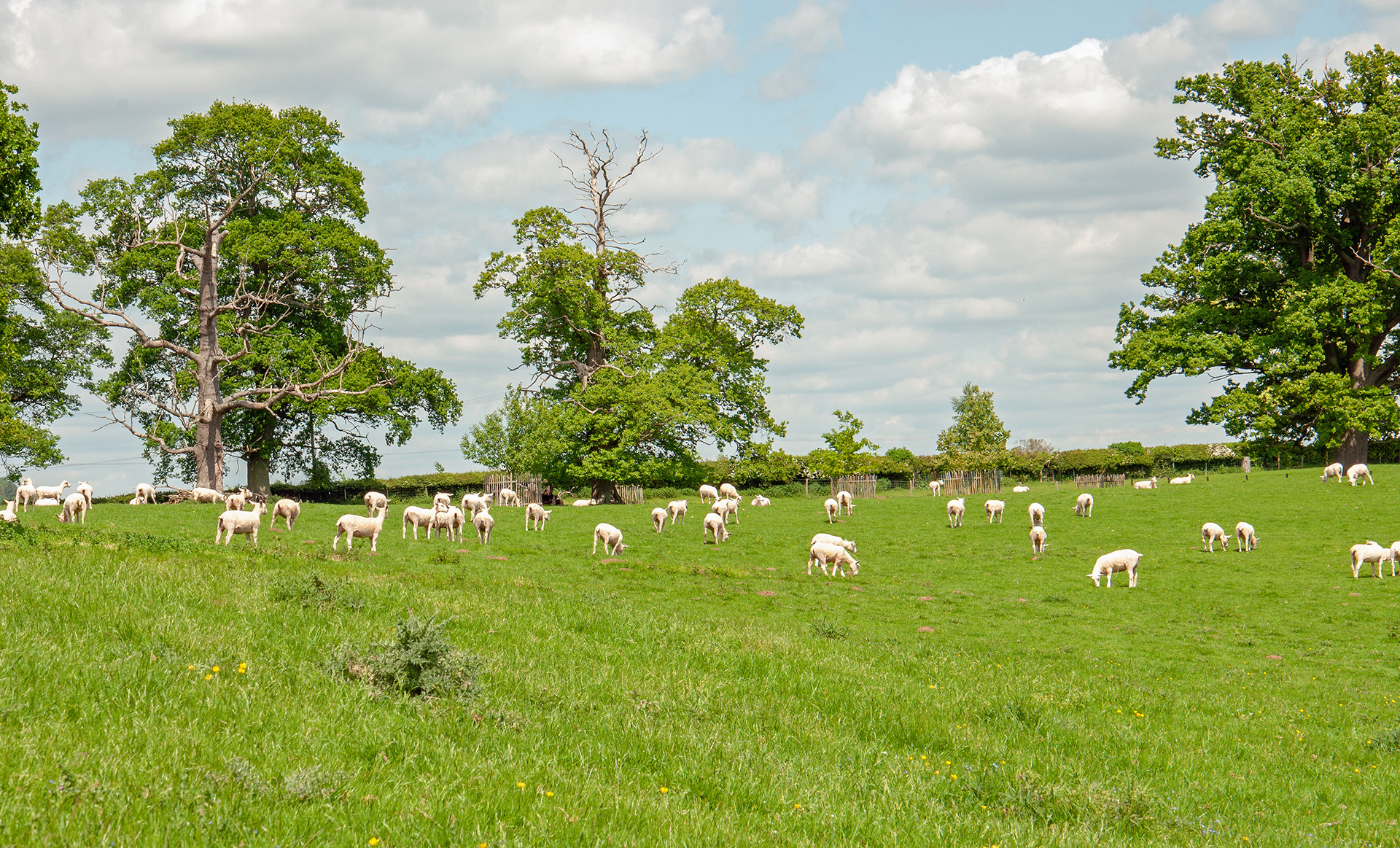 Moutons sur parcelle agroforestière.