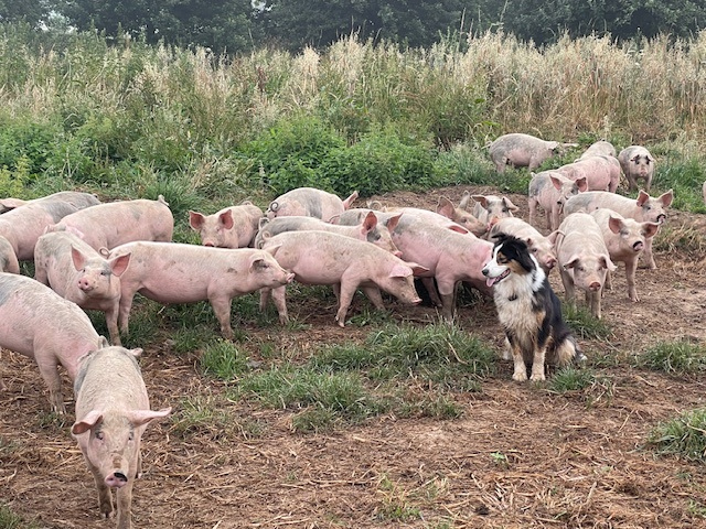 Porcs élevés en plein air