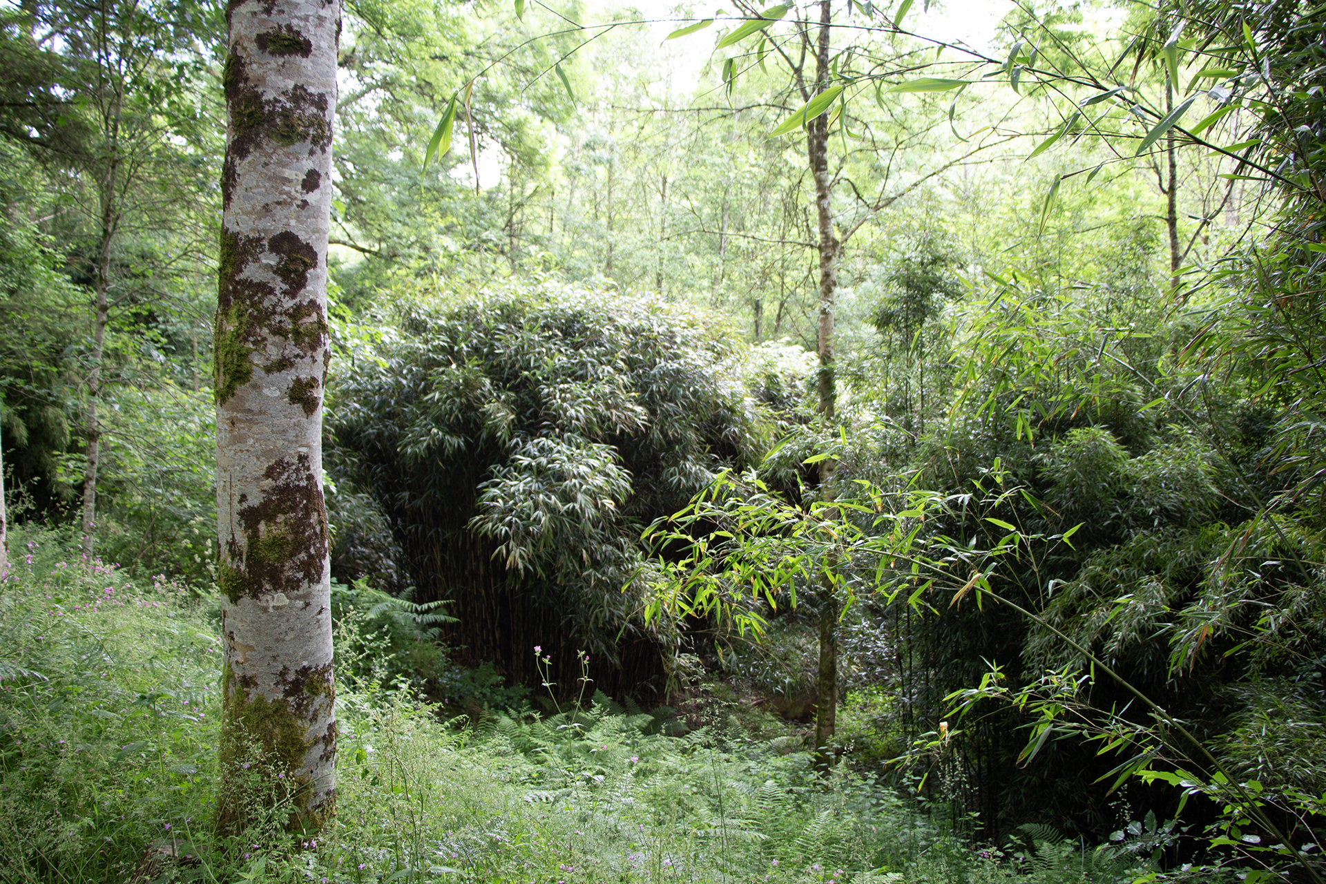 Arbres et bambous chez Jean-Yves Ruelloux.