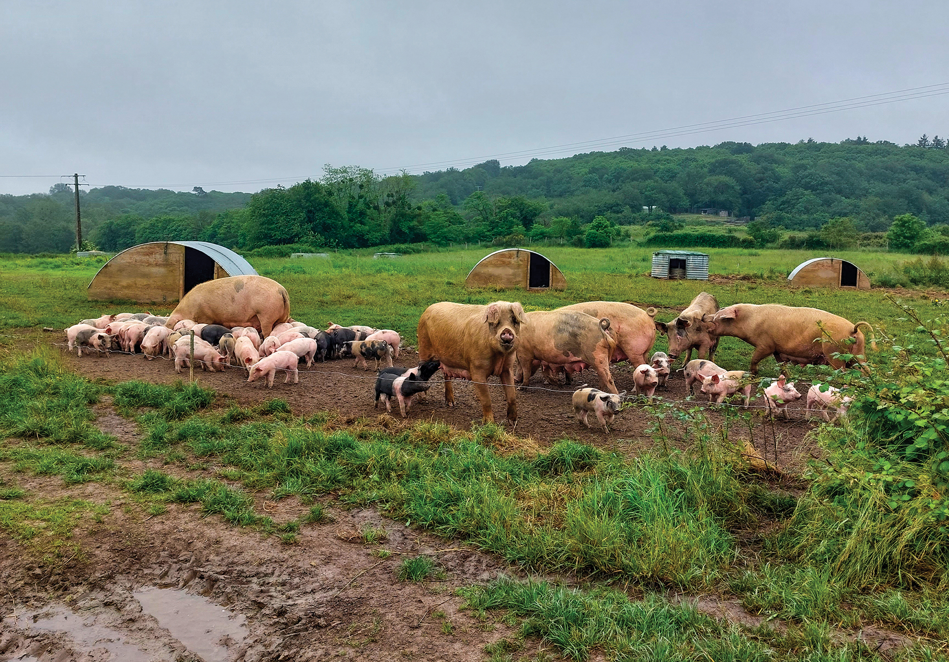 Ferme du cochon bleu - Car Sheard