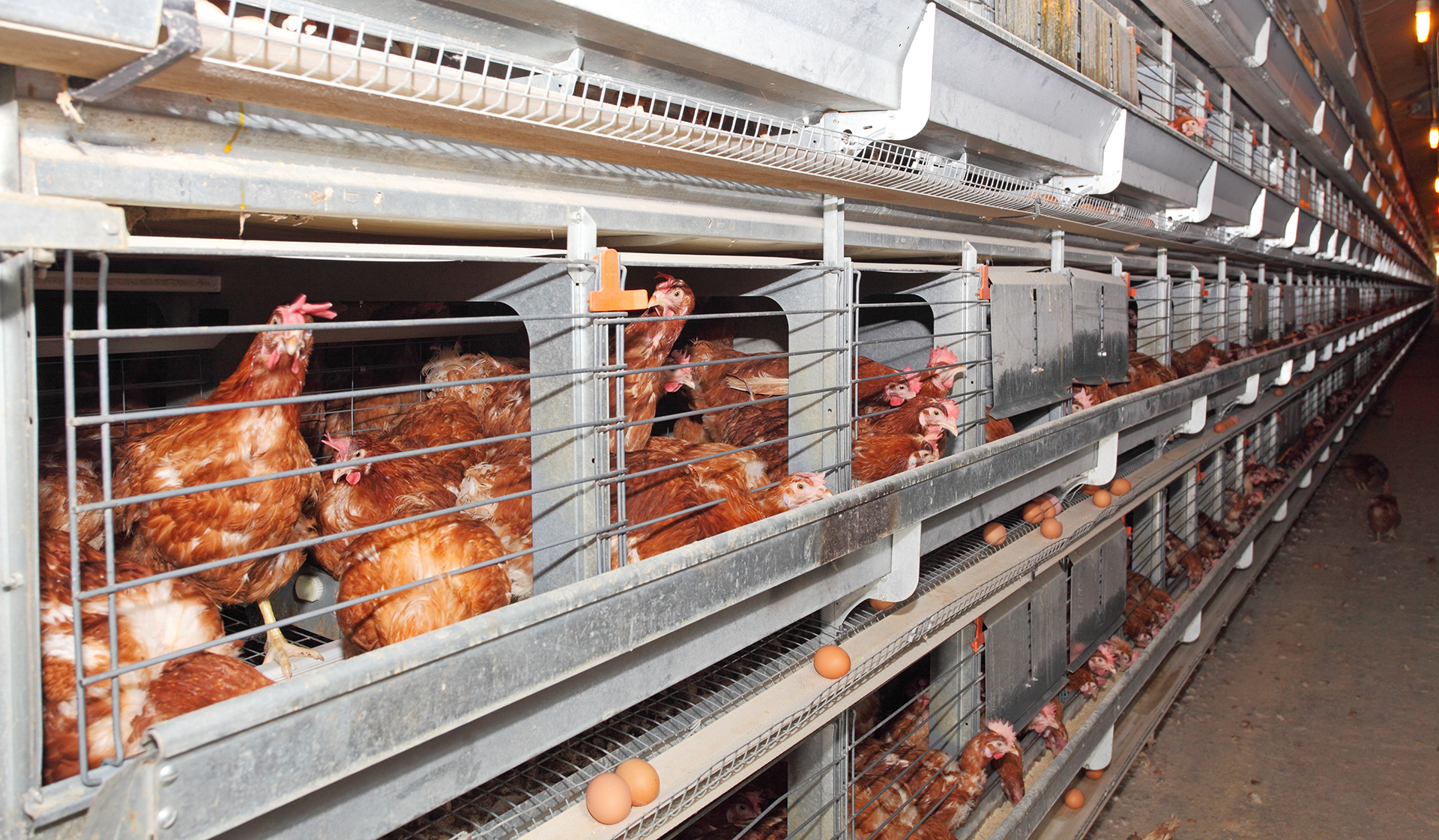 Poules en cages