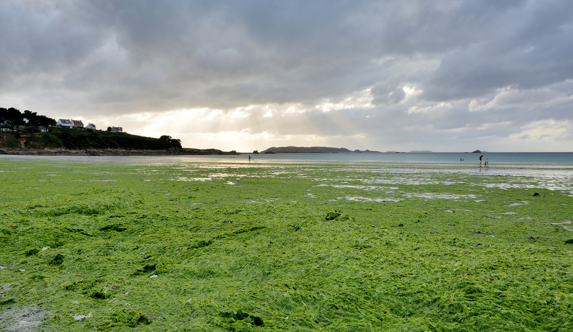 Algues vertes en Bretagne