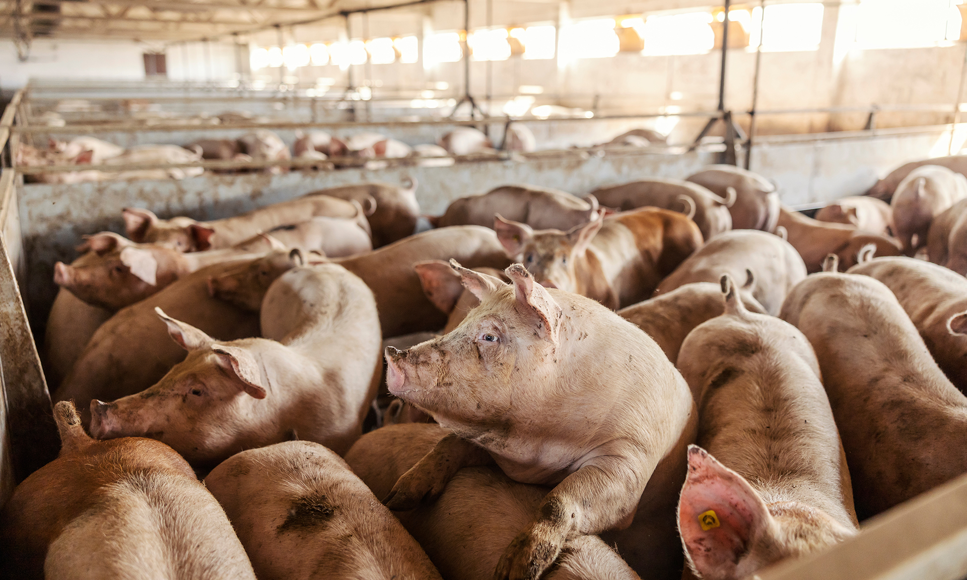 Elevage intensif de porcs Elevage intensif de porcs