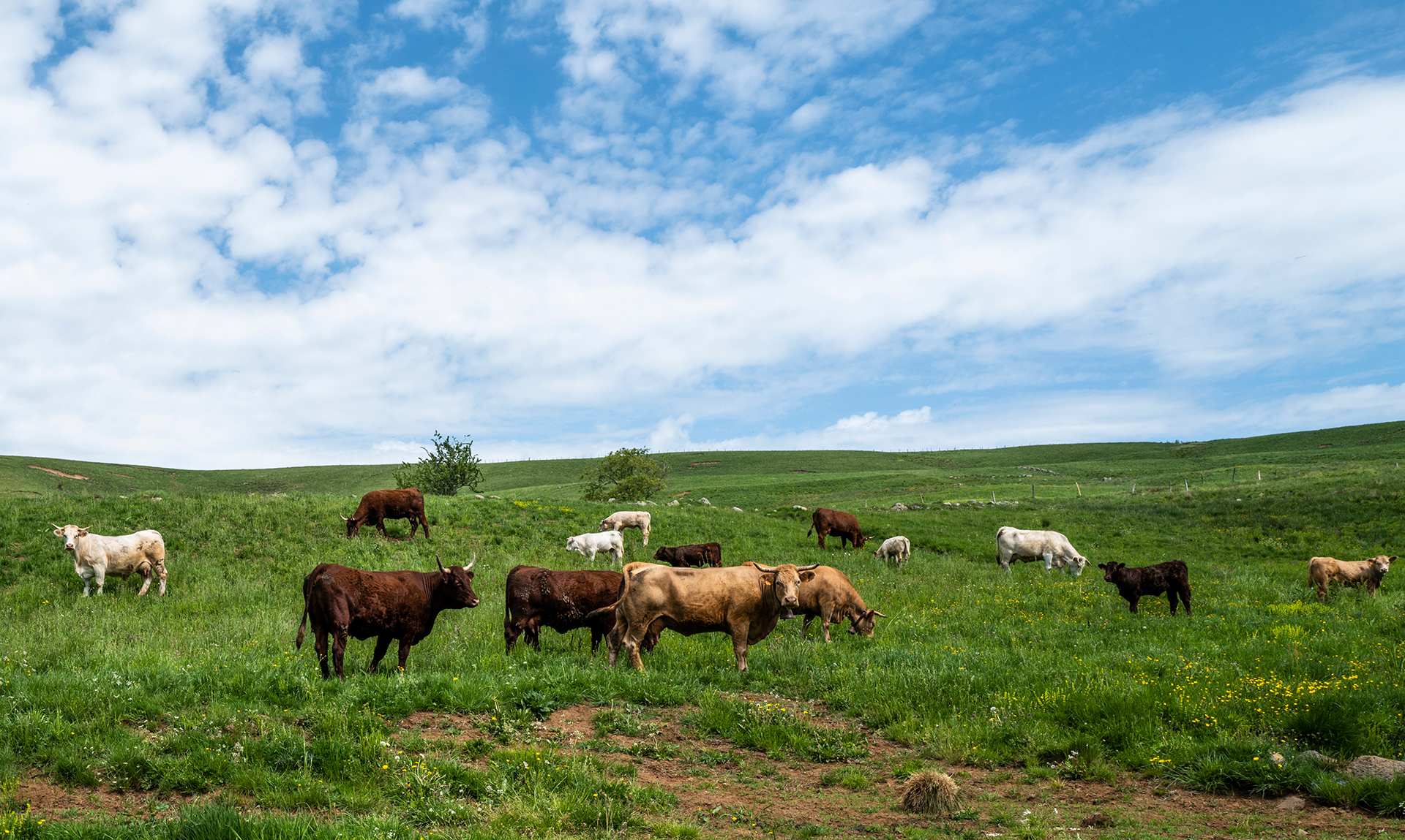 Dermatose nodulaire bovine Bovins au pré