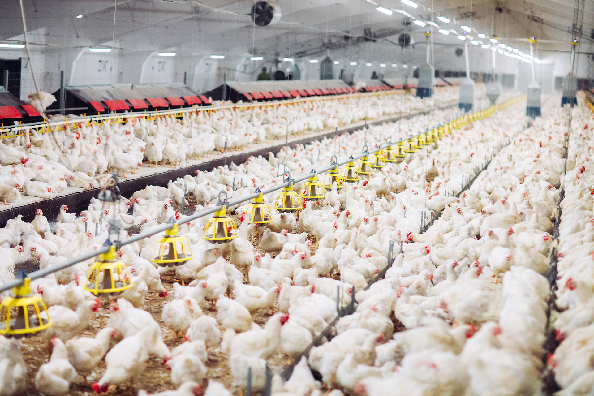 Elevage intensif de poulets de chair