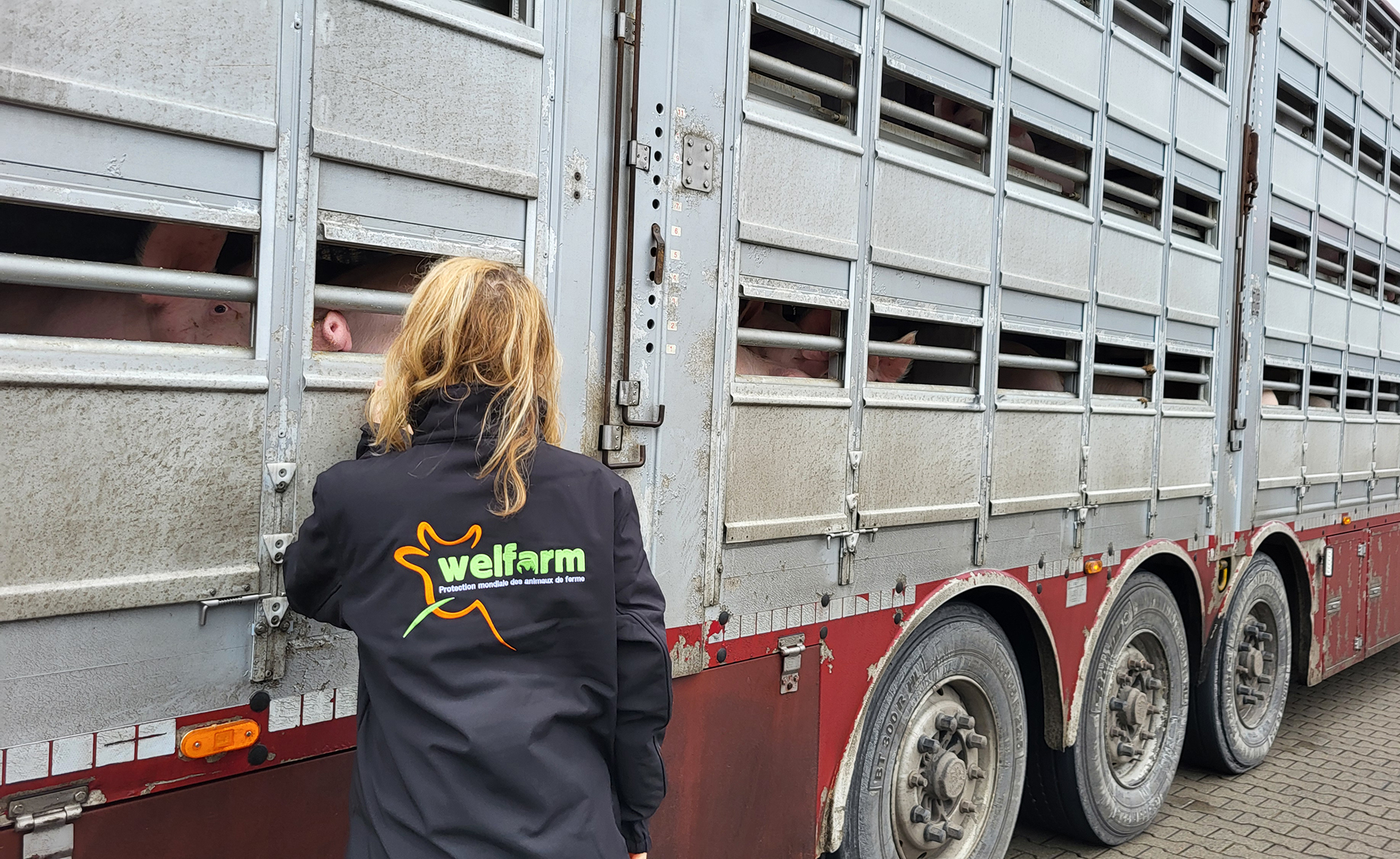 inspection de bétaillère