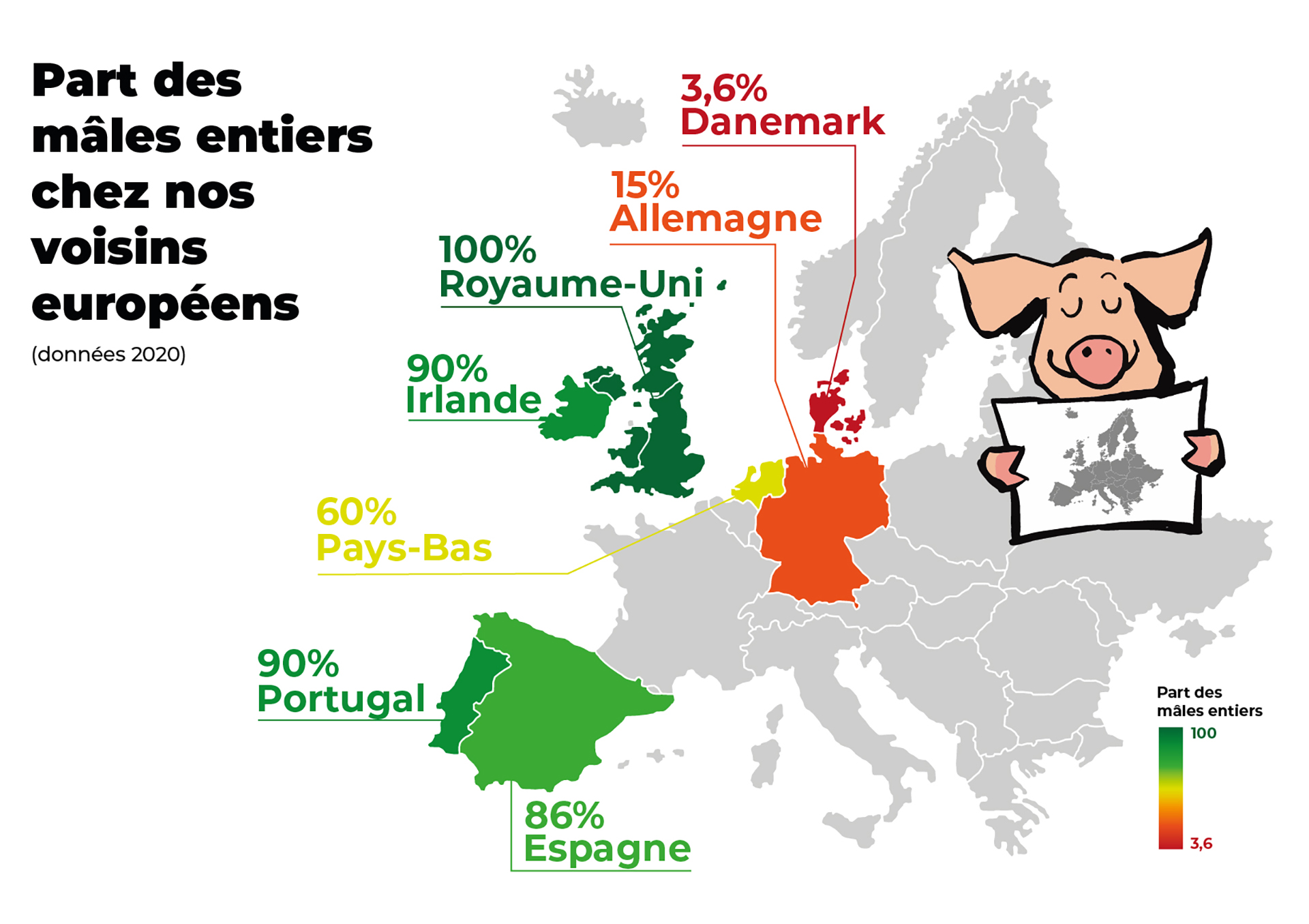 infographie-males entiers et castrés-022026