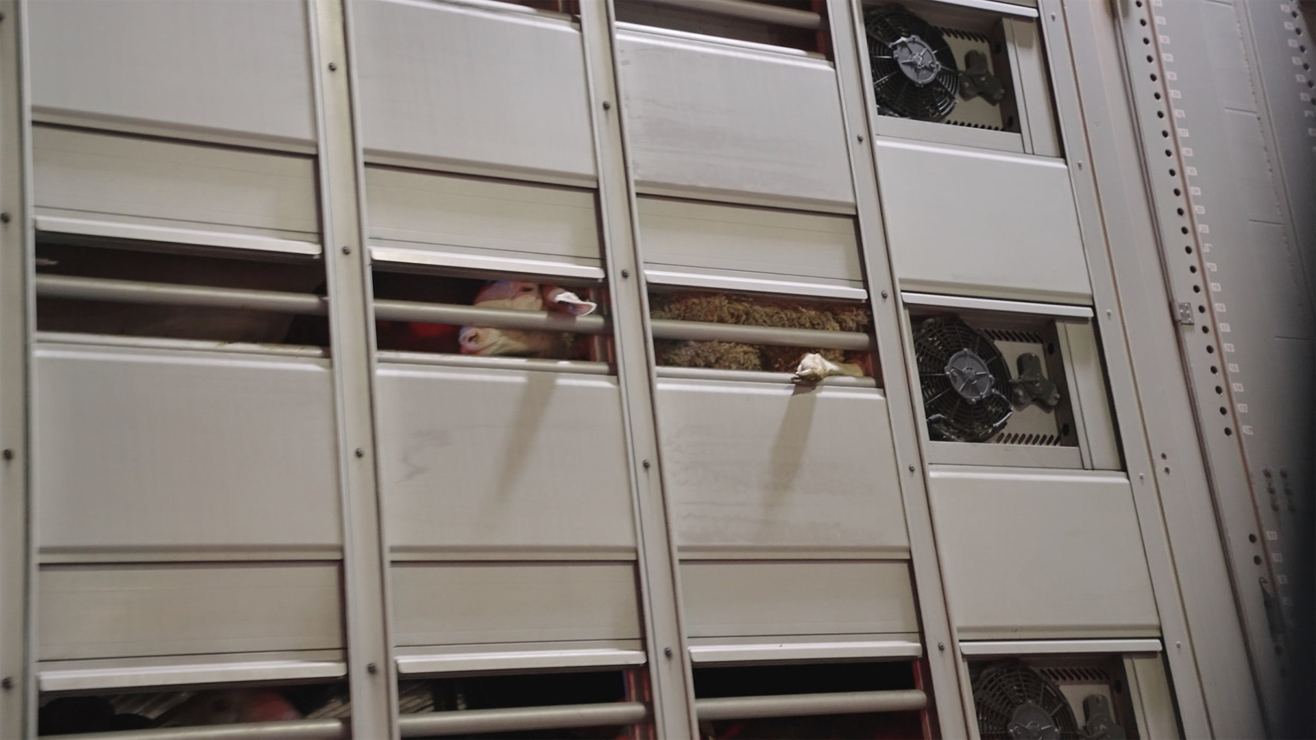 Agneaux dans bétaillère