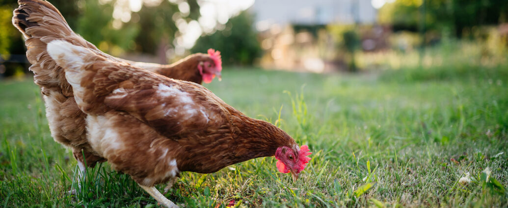 Poules dans un champ