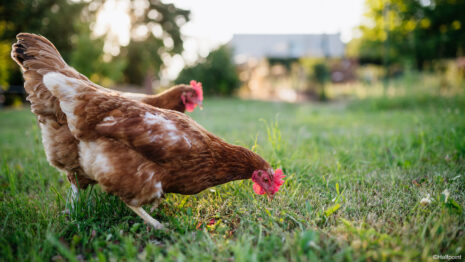Poules dans un champ