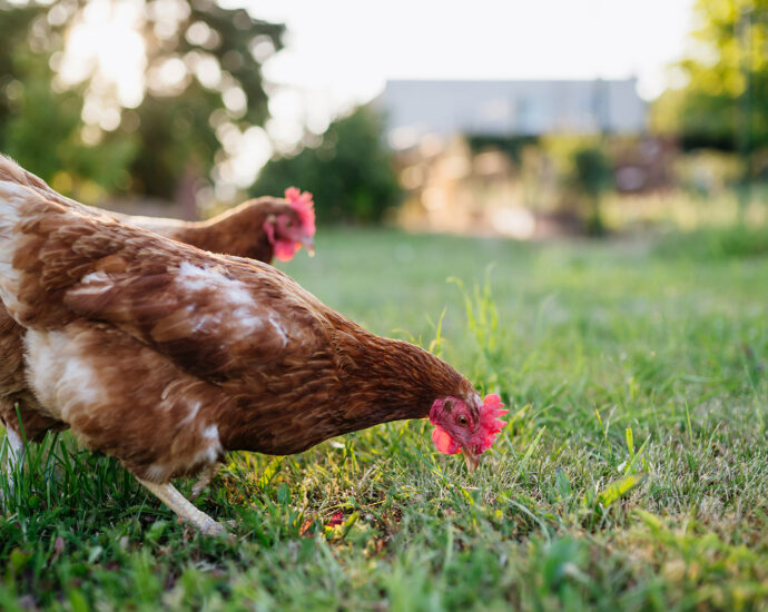 Poules dans un champ