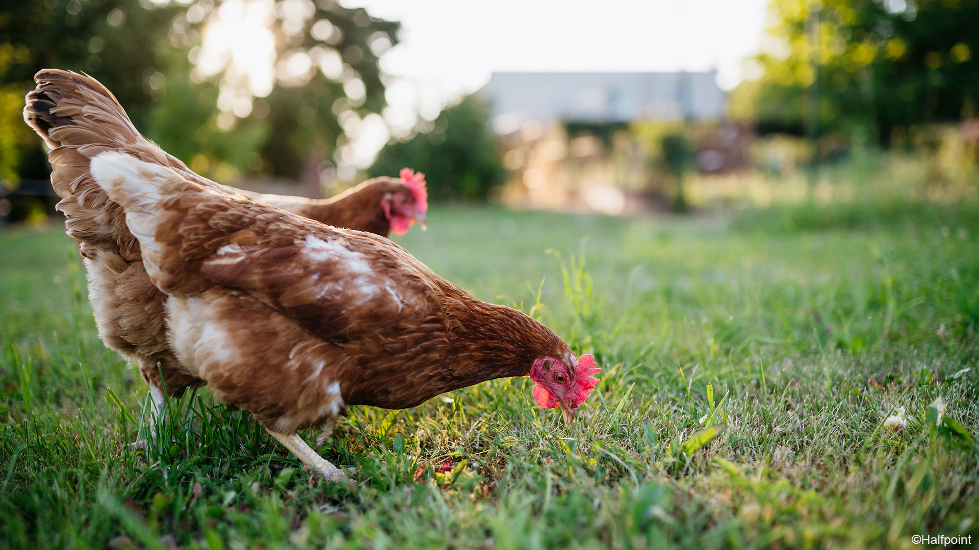 Poules dans un champ