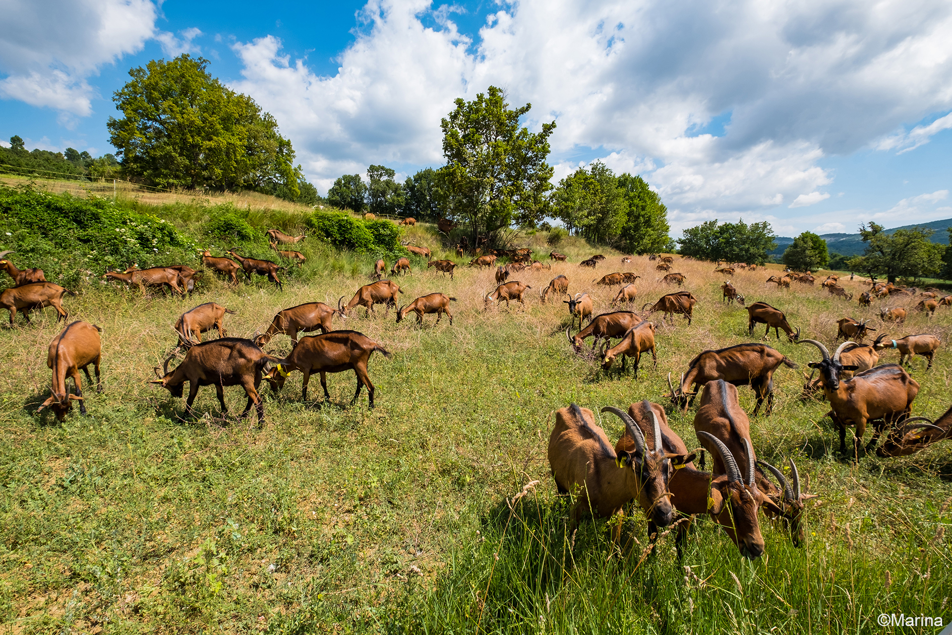 Troupeau de chèvres au pâturage.