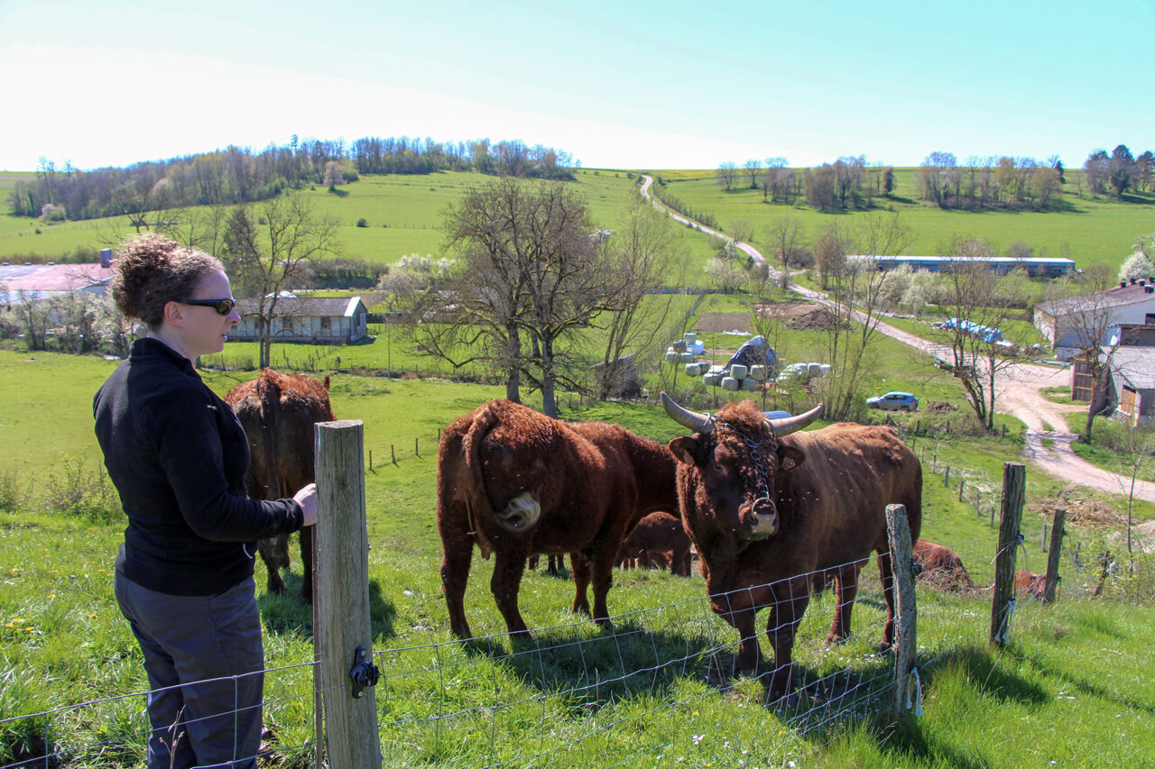 Eleveuse et ses vaches