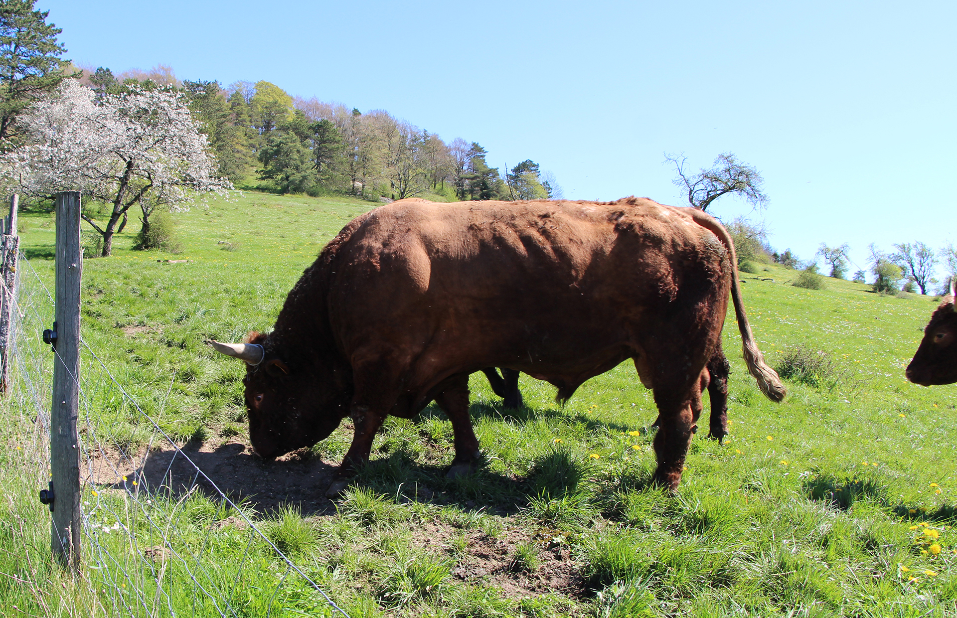 Taureau dans pature