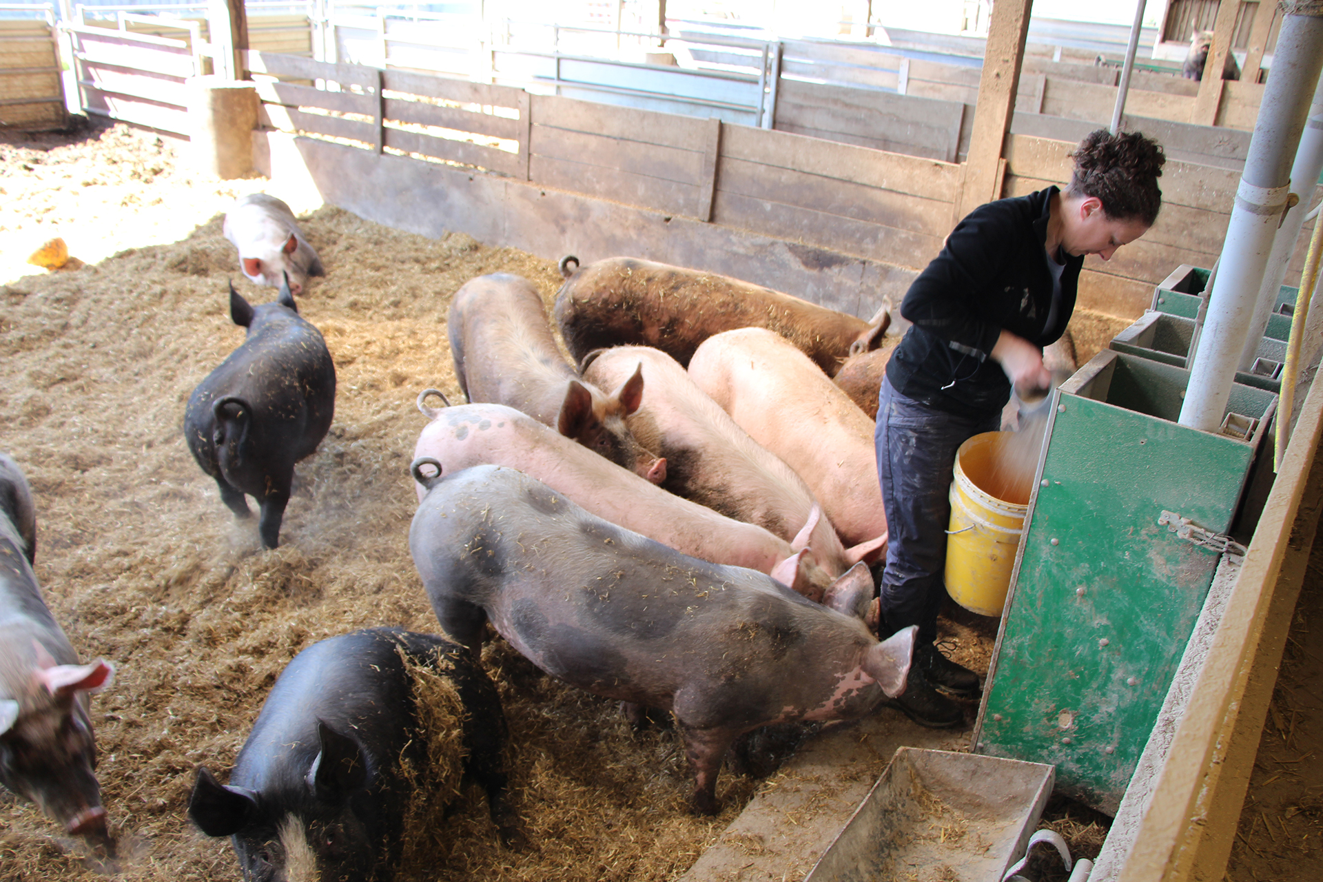 Porcs et éleveuse dans enclos paillé
