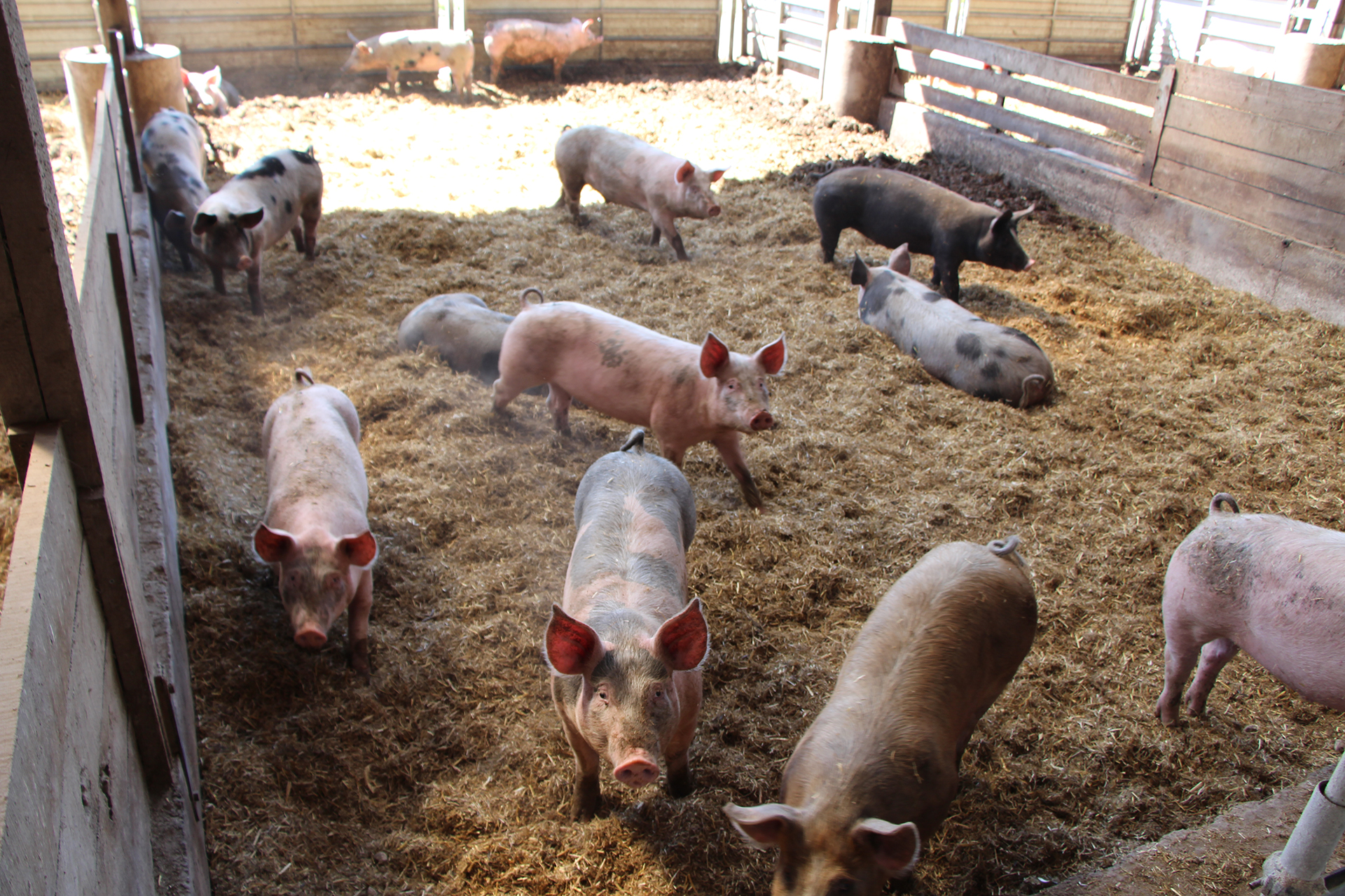 Porcs sur paille Gaec des Raillis