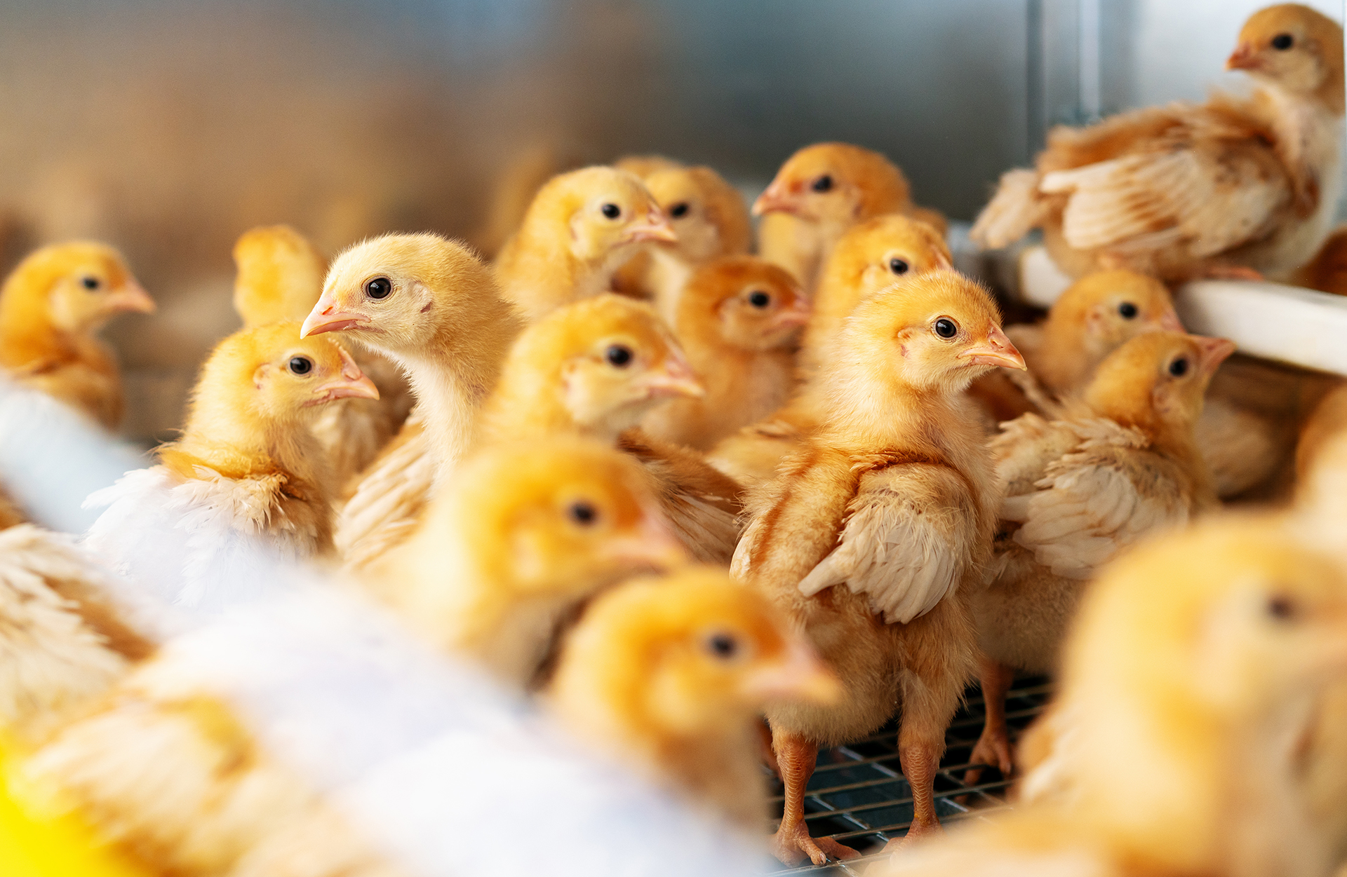 Poussins ISA Brown