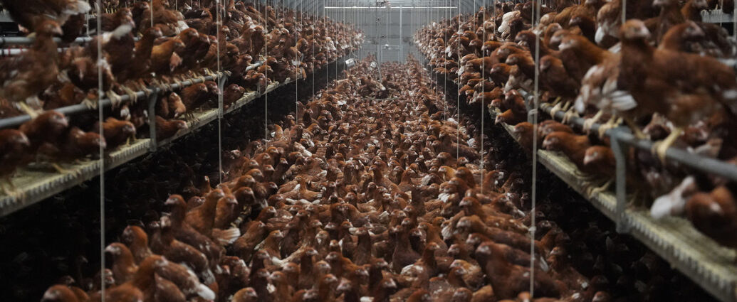 Elevage intensif de poules