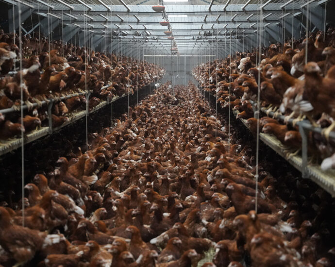 Elevage intensif de poules