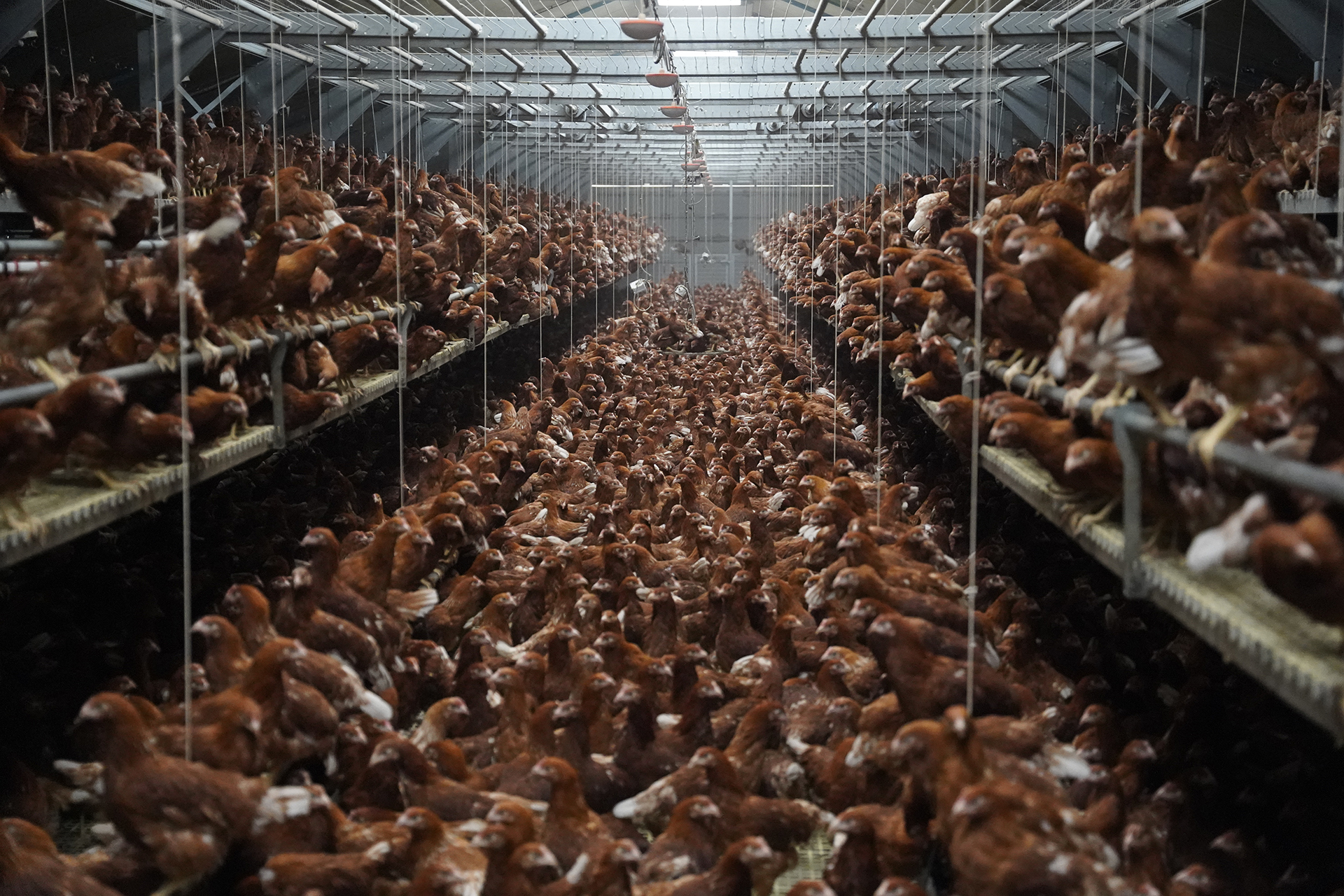 Elevage intensif de poules Elevage intensif de poules