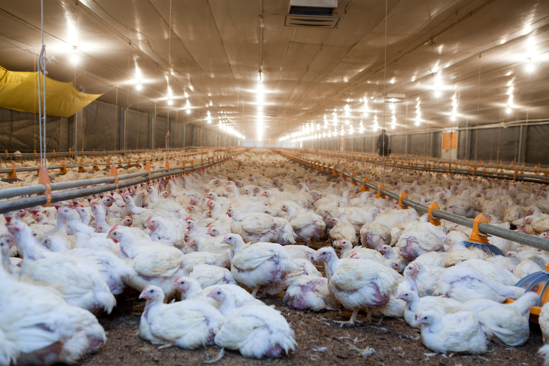 Elevage intensif de poulets Elevage intensif de poulets