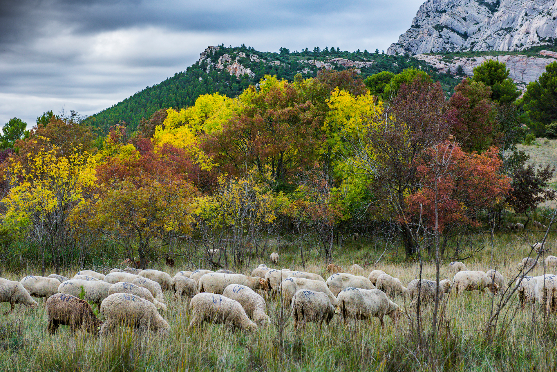 Moutons pâturage extensif Moutons pâturage extensif