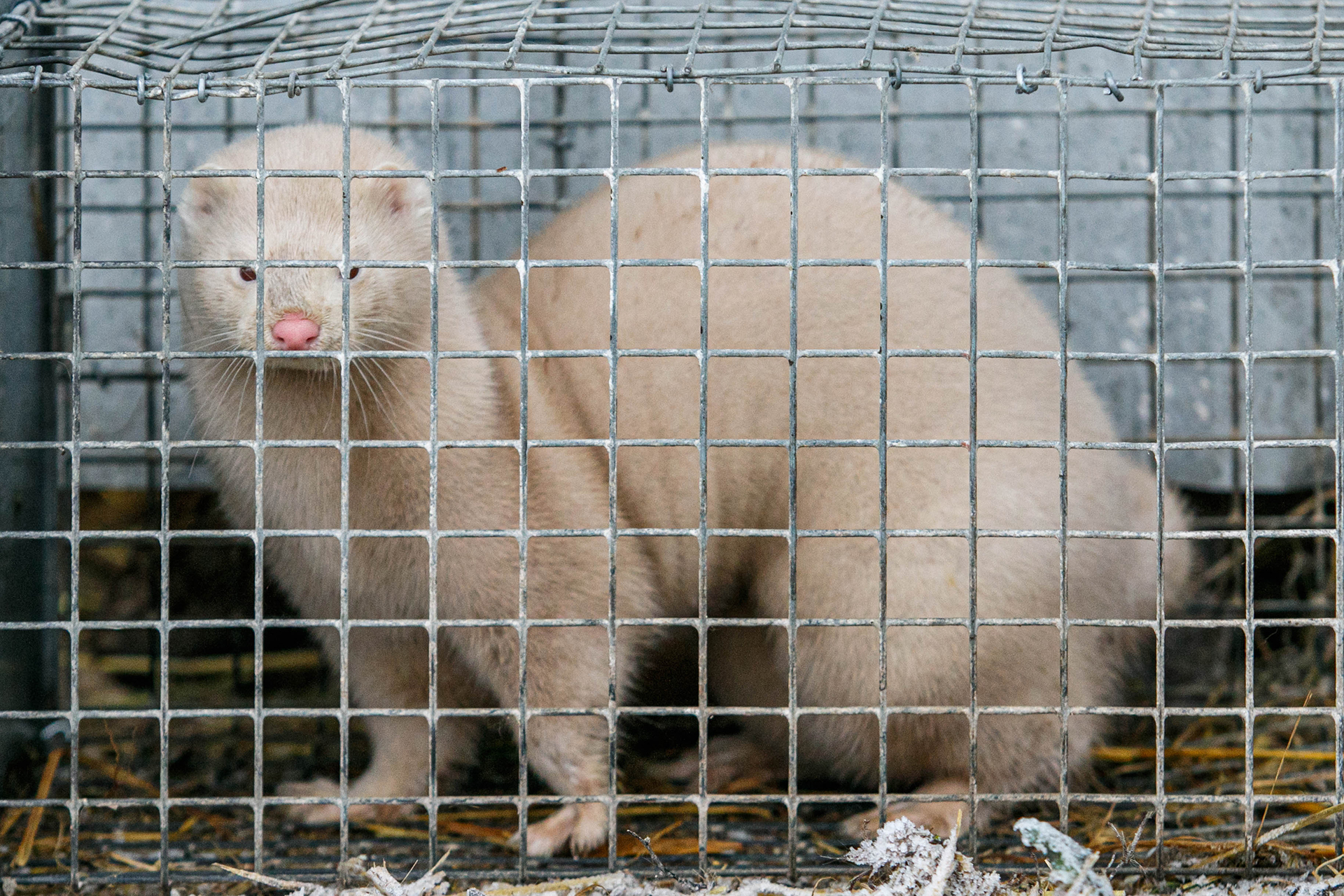 Vison en cage